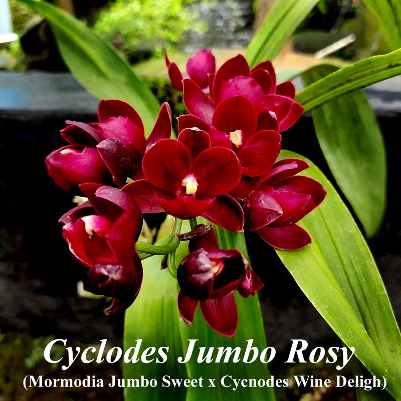 Cyclodes Jumbo Rosy